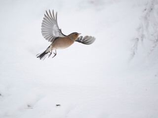 Buchfink (Fringilla coelebs)