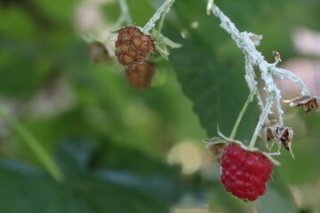 The white leafhopper is one of the common pests of raspberries white beetle
