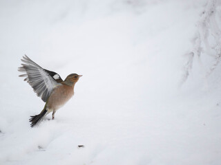 Buchfink (Fringilla coelebs)