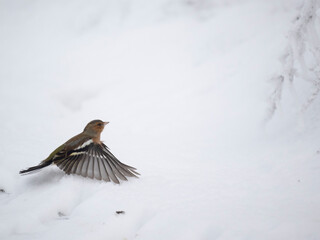 Buchfink (Fringilla coelebs)