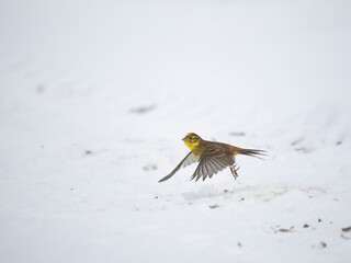 Goldammer (Emberiza citrinella)