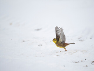 Goldammer (Emberiza citrinella)