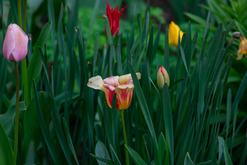 Photo of tulips with buds of different colors. Side view. Frame slightly out of focus for use as background