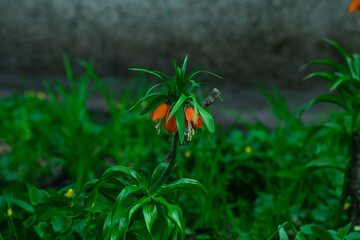 A plant with orange petals and green leaves. Green plants in the background out of focus