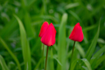 Red tulip bud in the foreground. In the background there are two more red buds and green leaves out of focus.