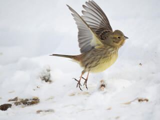 Goldammer (Emberiza citrinella)