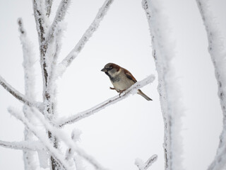 Haussperling (Passer domesticus)
