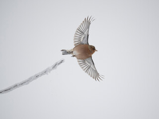 Buchfink (Fringilla coelebs)
