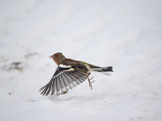 Buchfink (Fringilla coelebs)