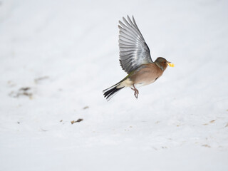 Buchfink (Fringilla coelebs)