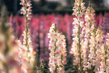 Fototapeta na wymiar Pink and purple flowers and flower fields in spring