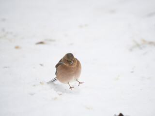 Buchfink (Fringilla coelebs)