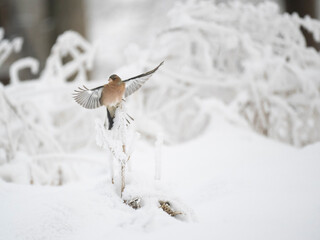Buchfink (Fringilla coelebs)