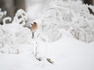 Buchfink (Fringilla coelebs)