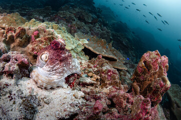 Octopus on tropical coral reef at Koh Bon island, Thailand. Invertebrate in the sea. Marine life behavior