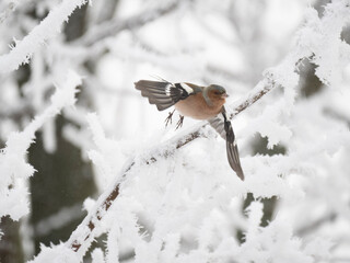 Buchfink (Fringilla coelebs)