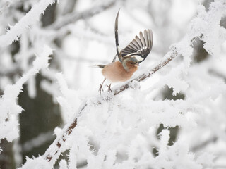 Buchfink (Fringilla coelebs)