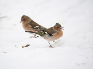 Buchfink (Fringilla coelebs)