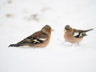 Buchfink (Fringilla coelebs)