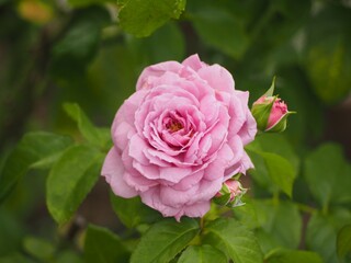 藤色のバラ　ルシエルブルー