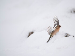 Buchfink (Fringilla coelebs)