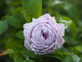 藤色のバラ　ルシエルブルー