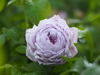 藤色のバラ　ルシエルブルー