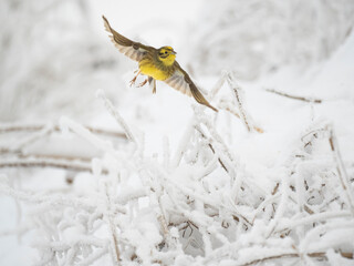 Goldammer (Emberiza citrinella)