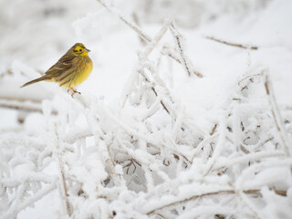 Goldammer (Emberiza citrinella)