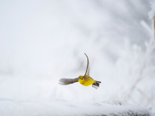 Goldammer (Emberiza citrinella)