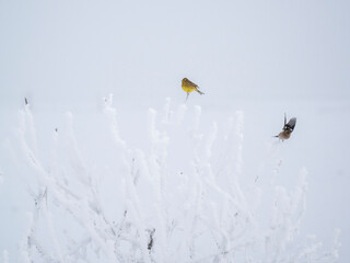 Buchfink (Fringilla coelebs)