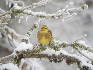 Goldammer (Emberiza citrinella)