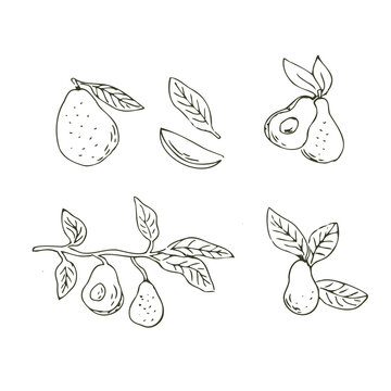 Set of avocado fruits outline Hand drawn illustration in sketch style. Vector illustration isolated. Can used for wrapping, packaging, poster, cover design, textile and backdrop for cosmetic and food