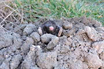 A black European mole coming out of a molehill in the garden