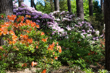 Flowering colorful rhododendrons in springtime in botanical garden, vivid color rhododendrons on sunny day outdoors, floral background