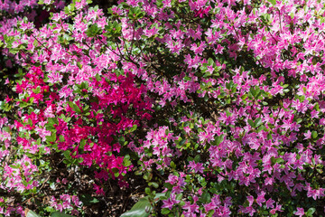 Flowering purple pink rhododendrons in springtime or summer in botanical garden, vivid color rhododendrons on sunny day outdoors, floral background
