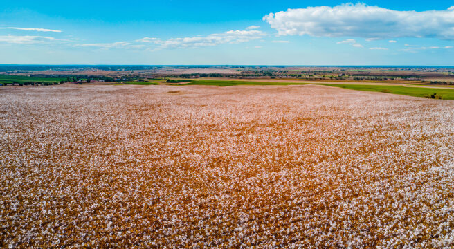 field of cotton, farming of cotton