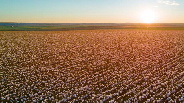 Ariel view of cotton field at sunset, cotton farming