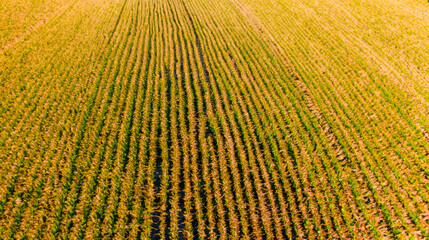 ariel view of corn field, organic field of corn, corn farming