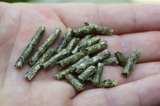 Pelleted animal feed lies in the hand of a young man