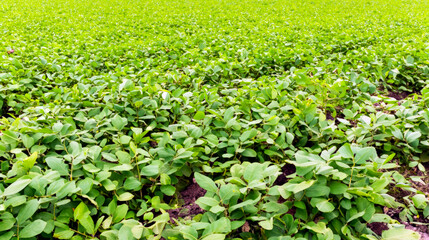 view of peanut farm, growing organic peanuts