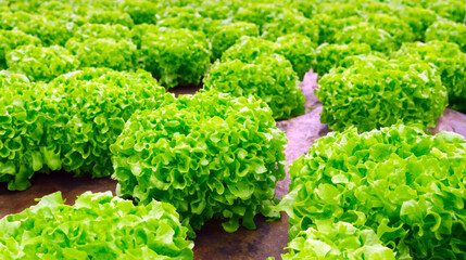 view of lettuce farm, organic farming of lettuce