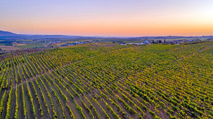 vineyard in the sunset, ariel view of vineyard at sunset