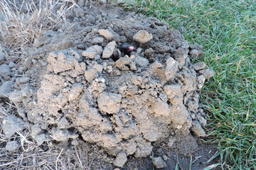 A black European mole coming out of a molehill in the garden