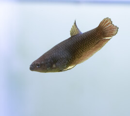 Macro of a Female Siamese fighting fish in a home aquarium Beta fish 