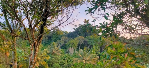 Asian High Dense Forest Scenery with trees on foreground