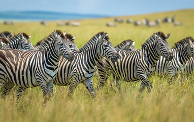 Herd of zebras walking in the meadow. Generative AI