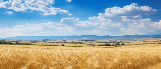 Wheat field. Ears of golden wheat close up. Beautiful Nature Sunset Landscape. Rural Scenery under Shining Sunlight. Background of ripening ears of wheat field. Rich harvest Concept. Сopy space for a 