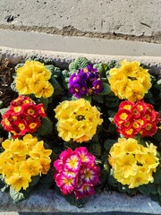 A group of colorful flowers
