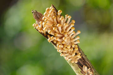 Edible mushrooms growing on a tree. Honey agarics mushrooms
